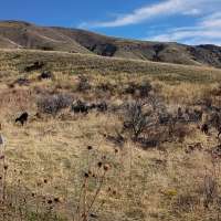 Goats put to work as natural weed eaters at Pocatello's Century Heights Preserve