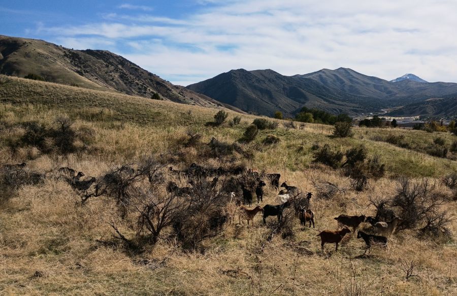 A herd of goats owned by Zakary Copeland of Idaho Goat Grazers works as natural weed whackers to reduce cheatgrass and other invasive species.