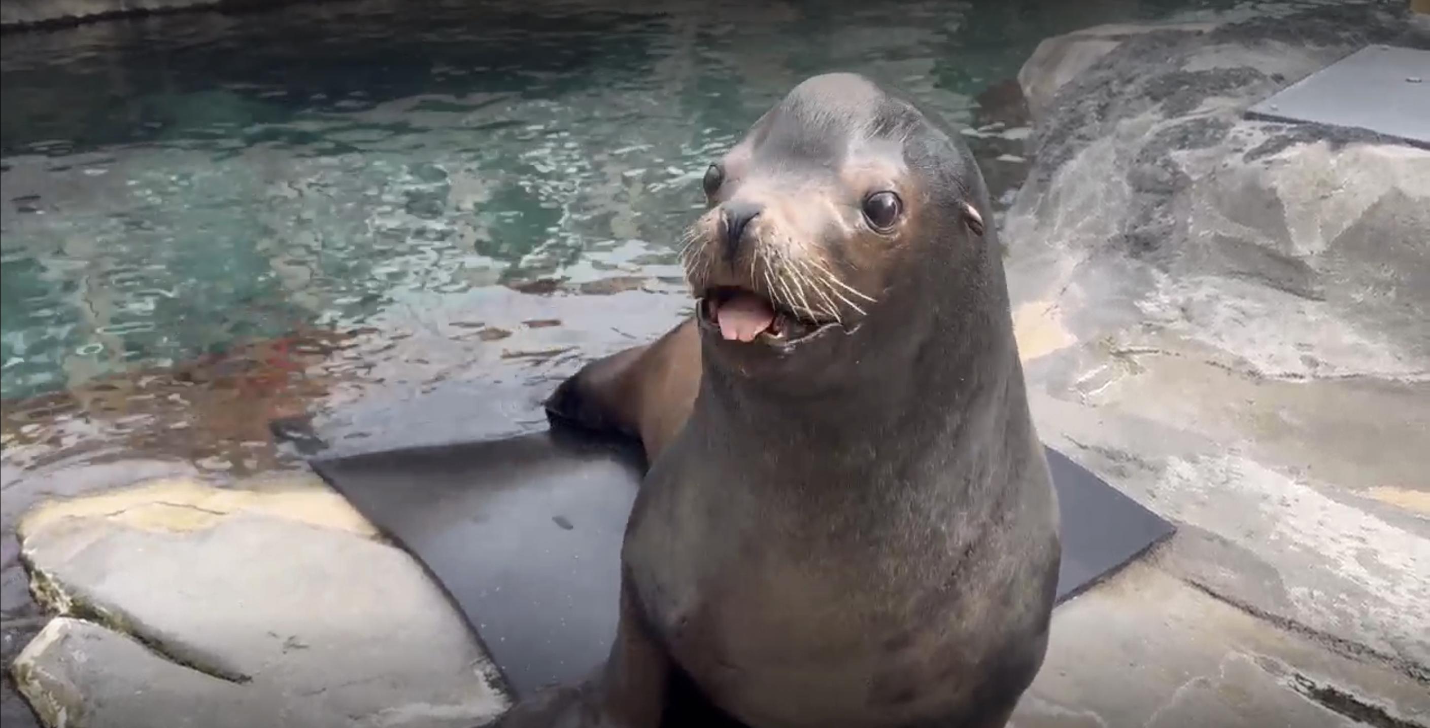 Diego the sea lion dies at Utah's Hogle Zoo