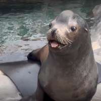 Diego the sea lion dies at Utah's Hogle Zoo