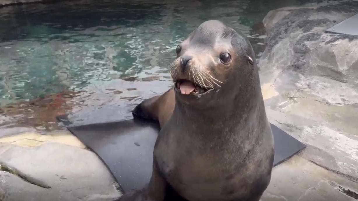 Utah's Hogle Zoo said Diego, the California sea lion, has died. Diego made history as the largest animal ever transported to the University of Utah Hospital for a CT scan.