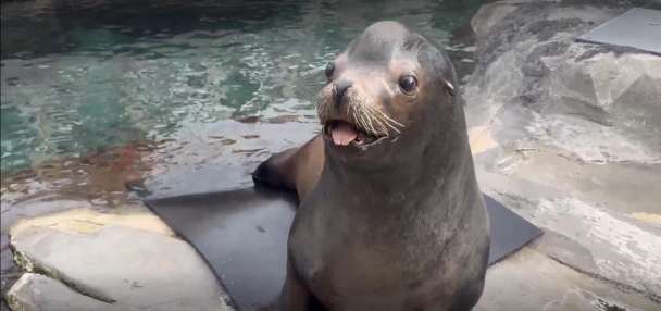 Diego the sea lion dies at Utah's Hogle Zoo