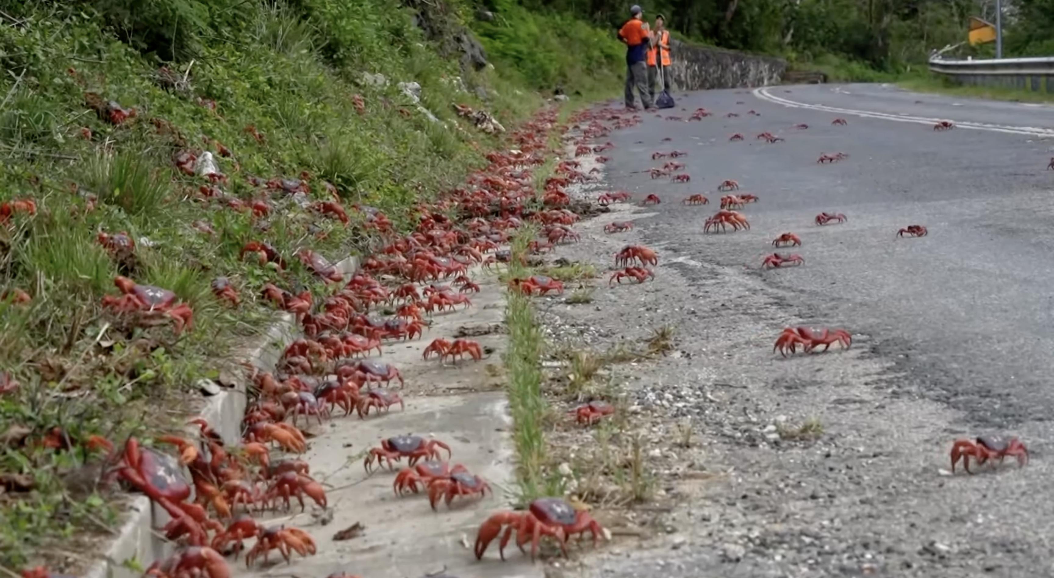 The red crab migration is currently underway in Australia, as millions of crabs emerge from the forests of Christmas Island, making their way toward their coastal breeding grounds.