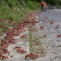 Have You Seen This? Millions of red crabs begin migration on Australia's Christmas Island