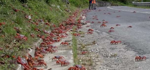 Have You Seen This? Millions of red crabs begin migration on Australia's Christmas Island