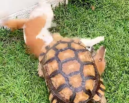 Have You Seen This? Just a tortoise and a dog being pals