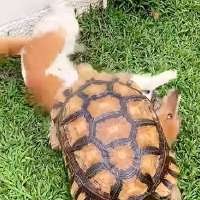 Have You Seen This? Just a tortoise and a dog being pals
