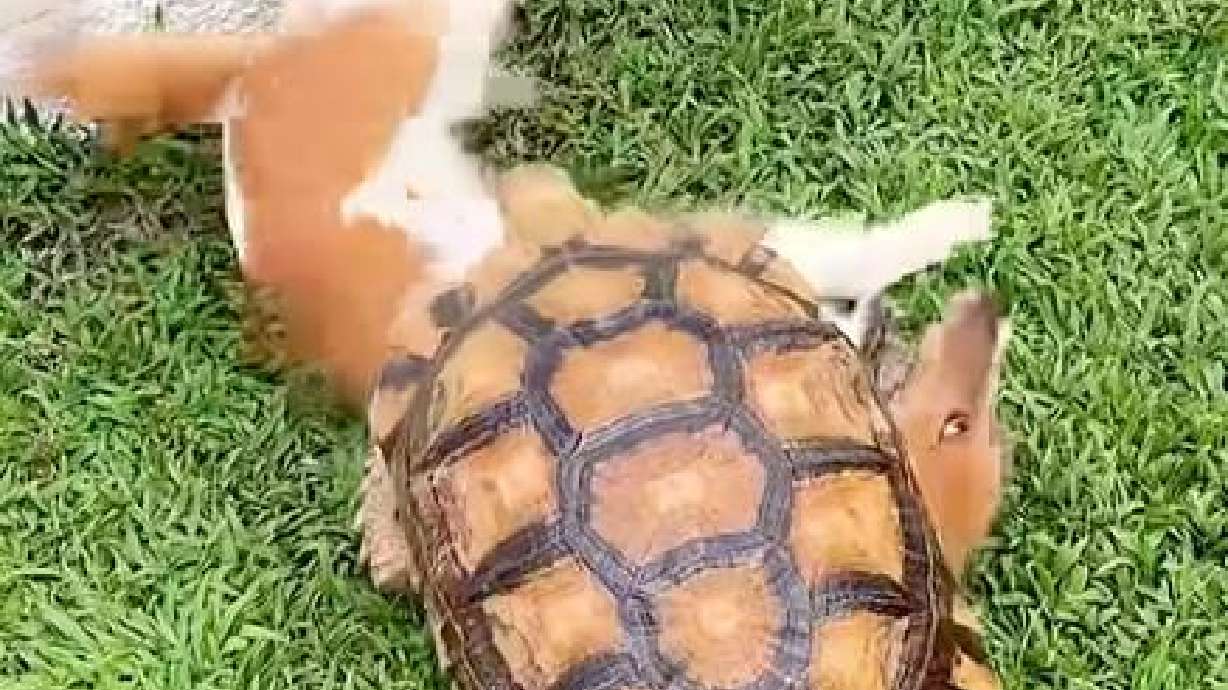 A dog and a tortoise play in this Sept. 23 video.