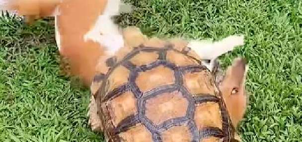 Have You Seen This? Just a tortoise and a dog being pals