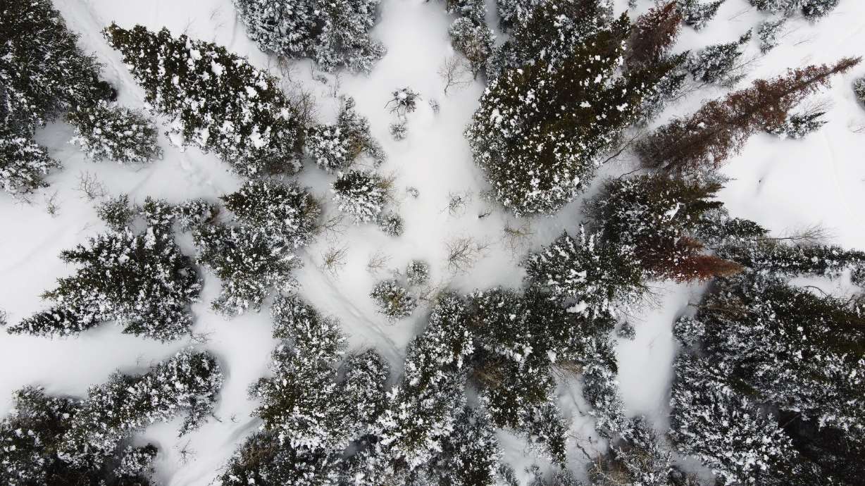 Snow on and around the trees in Big Cottonwood Canyon on Feb. 27, 2023. Utah Sen. John Curtis is continuing to push forward with the Fix Our Forest Act after its passage through a Senate committee.
