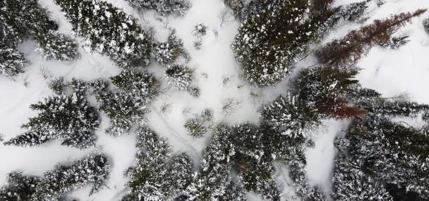 Sen. Curtis pushing forward with the Fix Our Forests Act