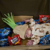 NICU babies steal the show for Halloween