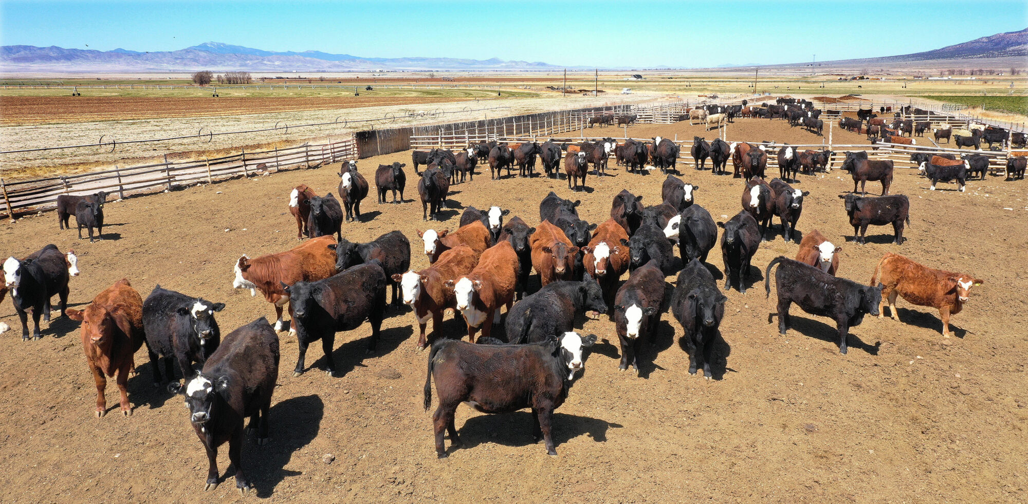 Utah cattle ranchers speak out about Trump's plan to import beef from Argentina