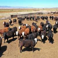 Utah cattle ranchers speak out about Trump's plan to import beef from Argentina