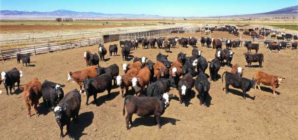 Utah cattle ranchers speak out about Trump's plan to import beef from Argentina