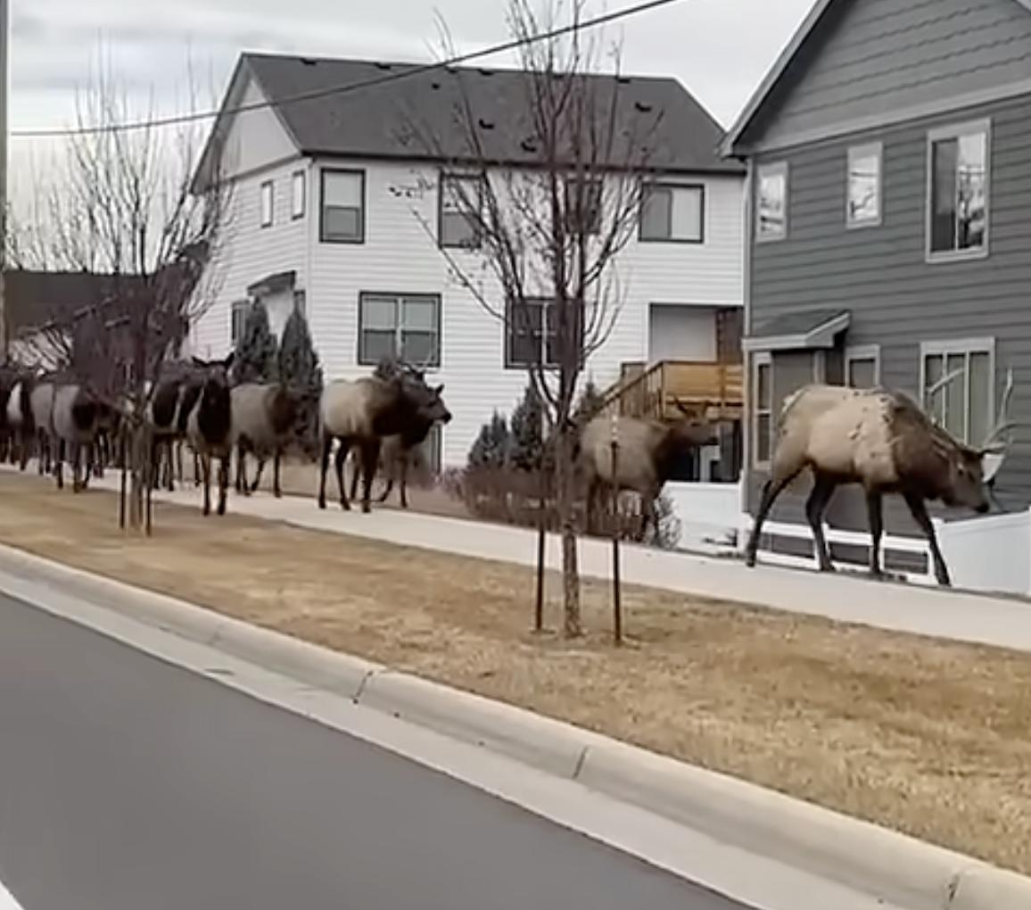 Have You Seen This? Massive elk herd tromps across Colorado town