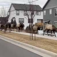 Have You Seen This? Massive elk herd tromps across Colorado town