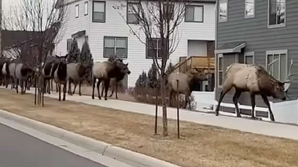 An "incredible and unexpected" moment took place in Loveland, Colorado, when countless elk passed through a residential area.