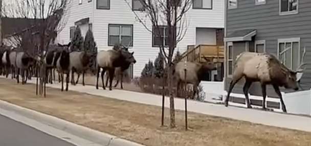Have You Seen This? Massive elk herd tromps across Colorado town