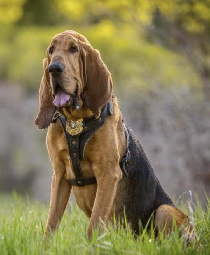 Retired Woods Cross police K-9 officer Ranger in an undated photo. The department is mourning the K-9, who died on Oct. 23.