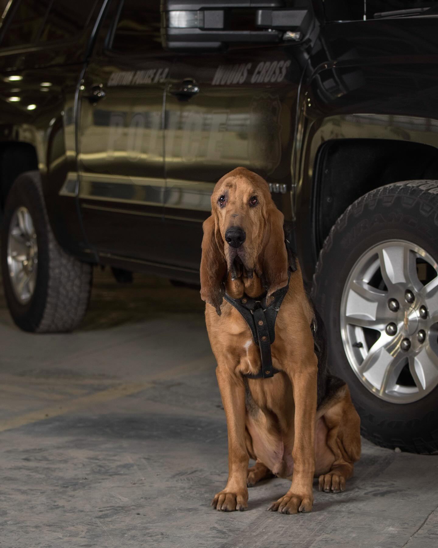 Former Woods Cross police K-9 officer "Ranger" in June 2024. The department is mourning the K-9 who passed away on Oct. 23.