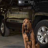 Woods Cross mourns death of former K-9 police dog