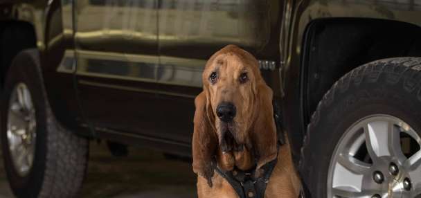 Woods Cross mourns death of former K-9 police dog