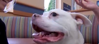 New radiation therapy in New Jersey is showing promise in treating cancer in pets