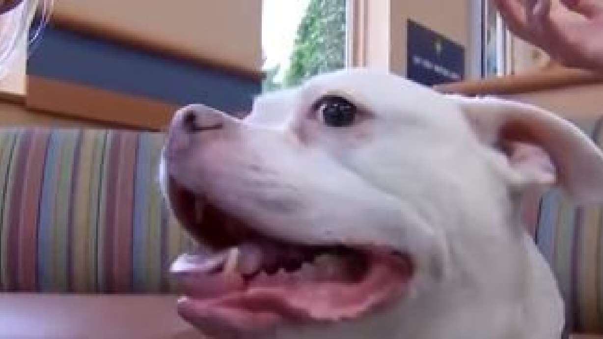 Anu, the Donnelly family dog, at NorthStar VETS in Robbinsville, N.J. A new kind of cancer treatment that places radiation directly into tumors is showing promise for pets.