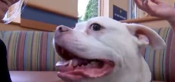 New radiation therapy in New Jersey is showing promise in treating cancer in pets