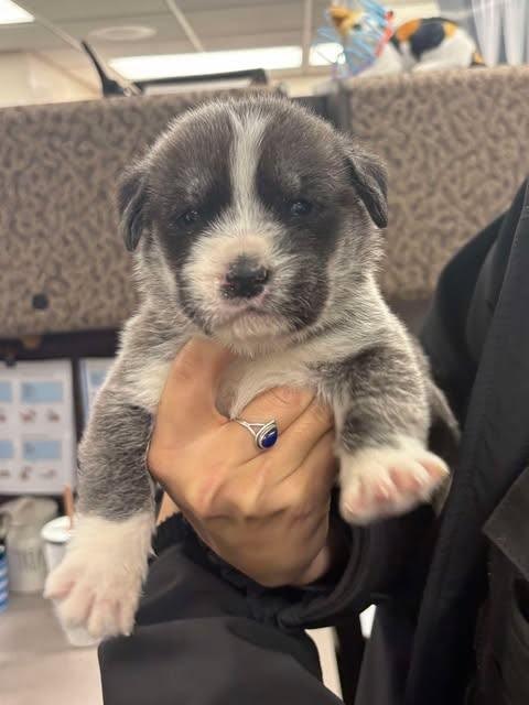 Ogden man arrested, accused of tossing puppies out car window