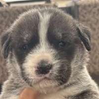 Ogden man sentenced to 4 months in jail for throwing puppies from moving car