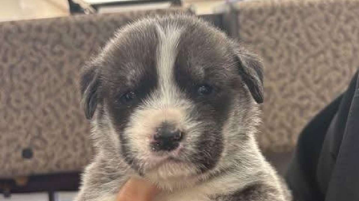 An Ogden man was sentenced to 120 days in jail on Monday for throwing six puppies from a moving car last October.