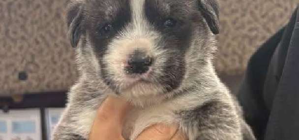 Ogden man accused of tossing puppies out car window