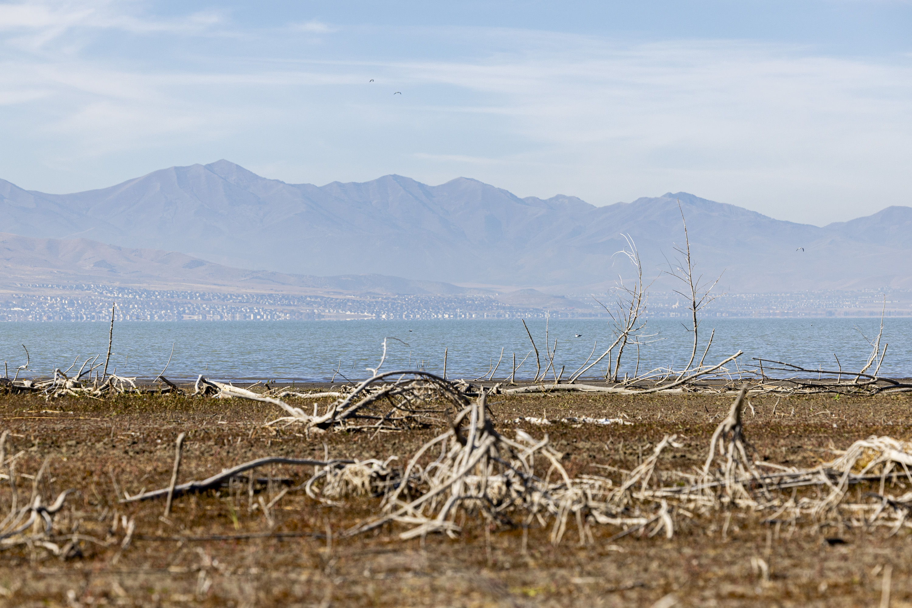 Tree branches remain on land that was previously underwater west of Lake Shore Campground within Utah Lake State Park in Provo, Thursday. Slightly inland from this area, roughly 11,000 plugs and 17 species of native wetland vegetation were recently planted in this area to help cultivate a more diverse and healthy ecosystem that will then support more species in the lake other than the carp.