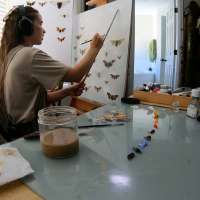 The insect artist: How this Utah bug lover made it a business