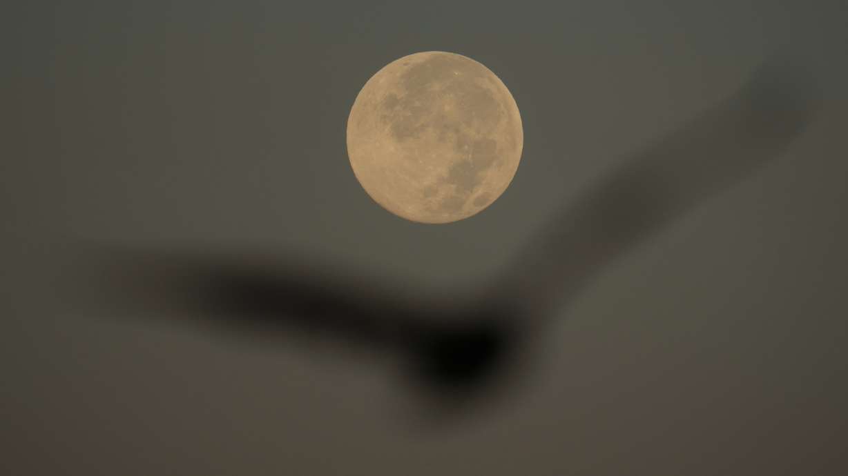 A bird flies in front of the Harvest Supermoon in San Francisco, Oct. 7. November's supermoon next week will be the closest of the year.