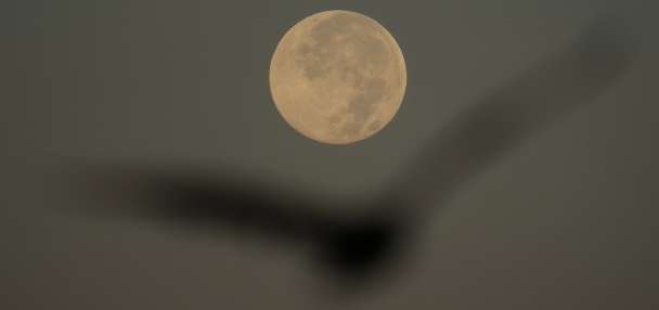 How to spot November's supermoon, the closest of the year