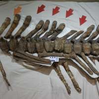 Can science unlock gender distinction among dinosaurs?