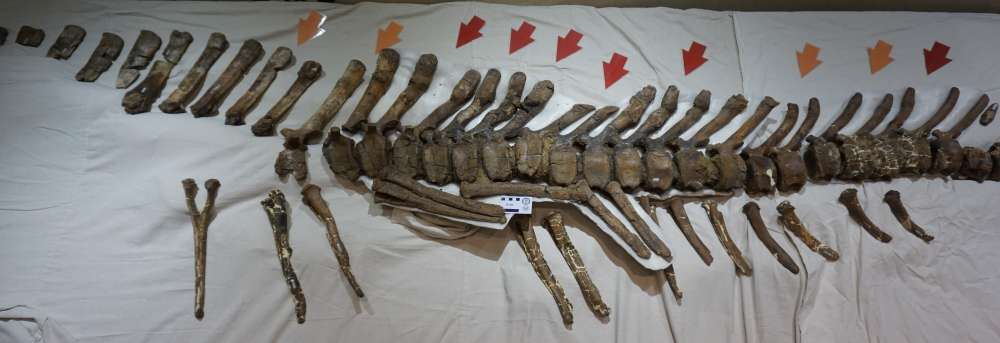 Can science unlock gender distinction among dinosaurs?