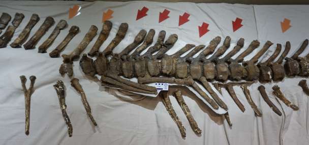 Can science unlock gender distinction among dinosaurs?