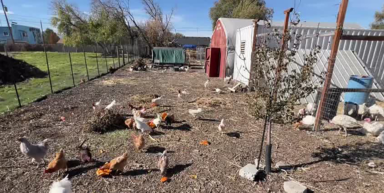 A farm operated by Roots Charter High School is shown Tuesday. The farm, located at 2250 S. 1300 West in West Valley, is accepting pumpkins at any stage of rot to feed to the farm animals.