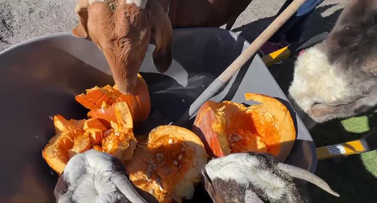 Animals at a farm operated by Roots Charter High School eat pumpkin on Tuesday. The farm, located at 2250 S. 1300 West in West Valley, is accepting pumpkins at any stage of rot to feed to the farm animals.