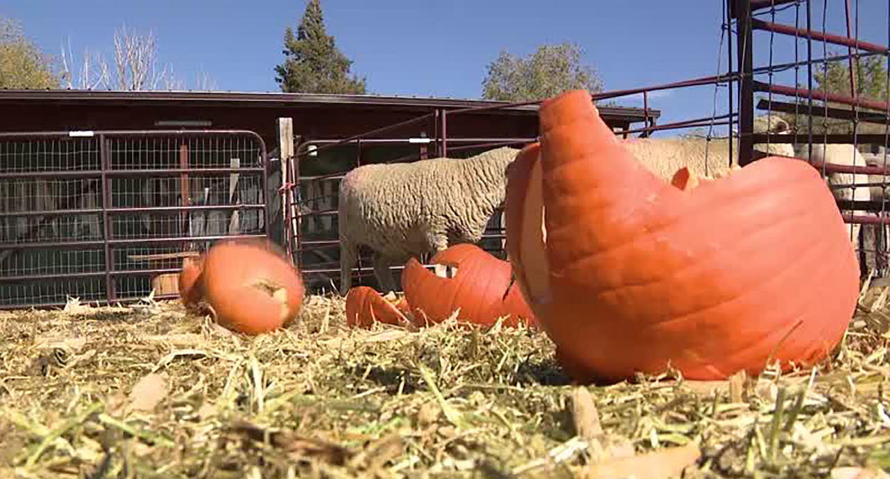 A farm operated by Roots Charter High School is shown Tuesday. The farm, located at 2250 S. 1300 West in West Valley, is accepting pumpkins at any stage of rot to feed to the farm animals.