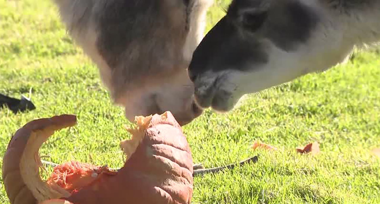 West Valley City farm wants your leftover holiday pumpkins