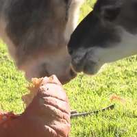 West Valley City farm wants your leftover holiday pumpkins