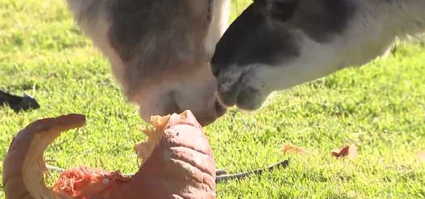 West Valley City farm wants your leftover holiday pumpkins