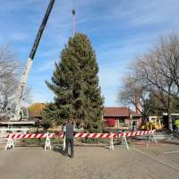 Nampa, Idaho, cuts down 60-foot evergreen from neighborhood yard as city's Christmas tree