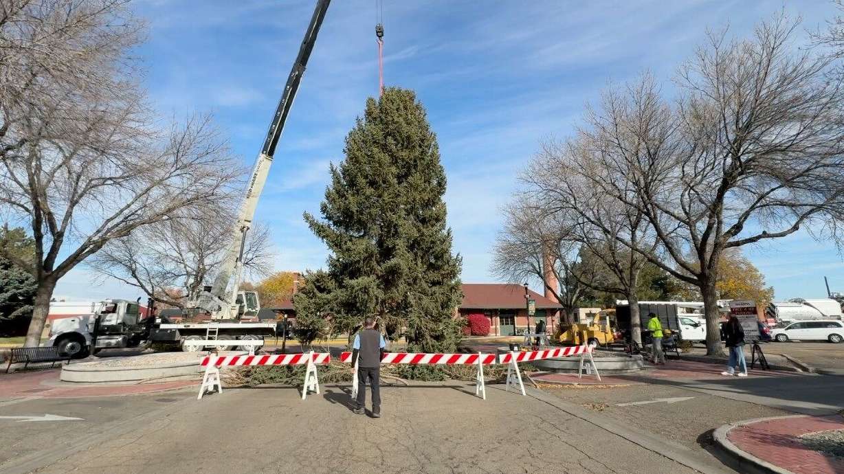 A 60-foot evergreen at the Torgerson home. The tree — already planned by the family for removal — was carefully removed and moved downtown, where it now anchors the city's holiday celebration ahead of the official lighting on Nov. 29.