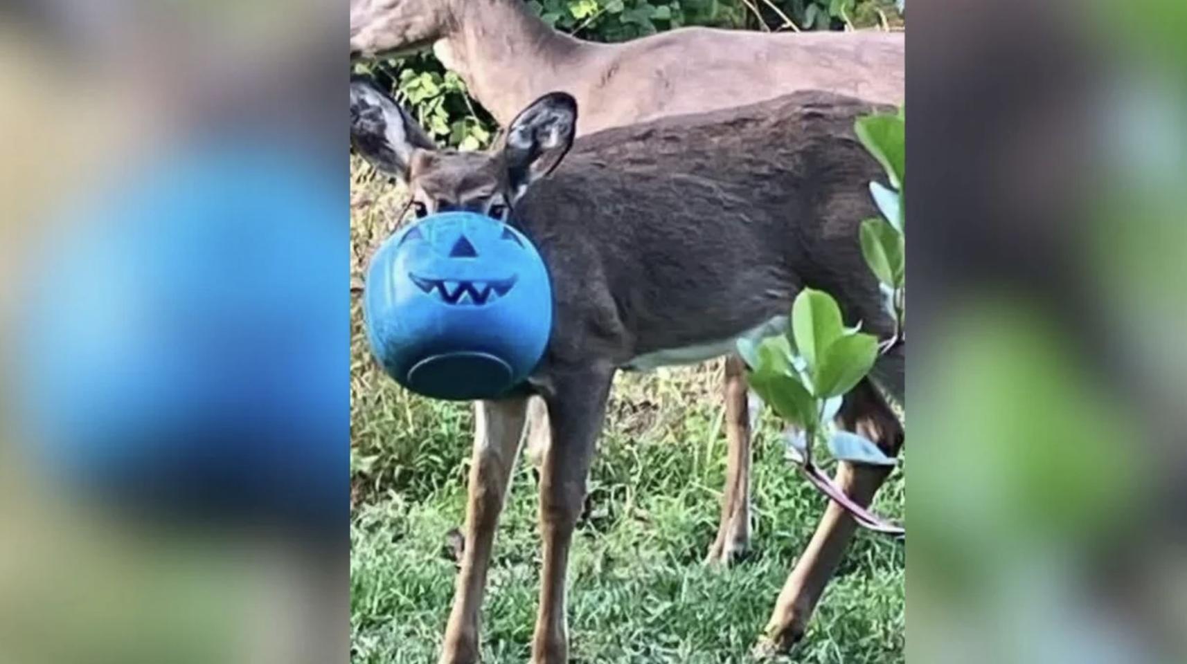 Deer free in Maryland after having a bucket stuck on its head